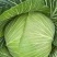 蓬溪甘蓝莲花白优选圆包菜基地直供欢迎各位老板致电