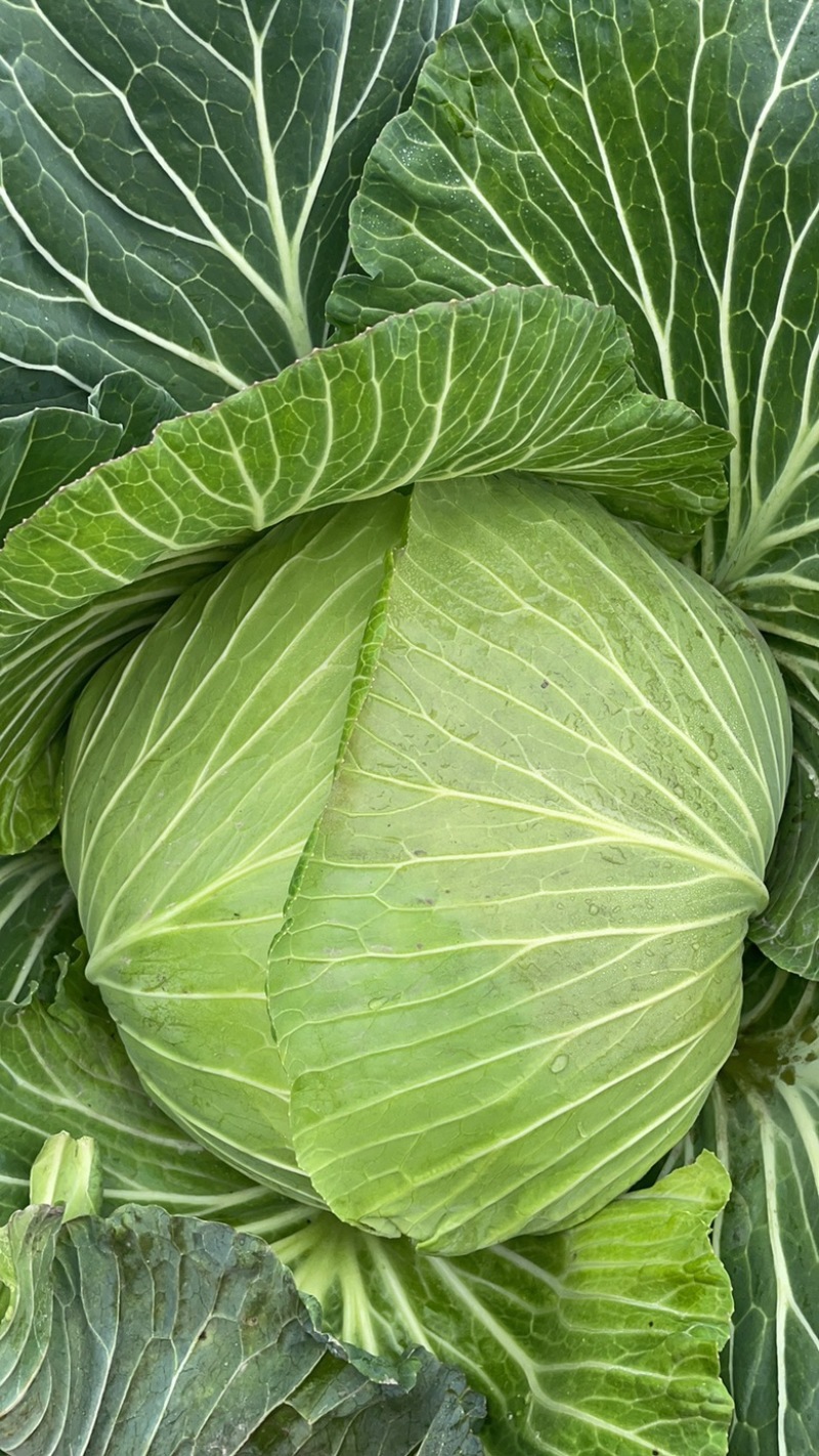蓬溪甘蓝莲花白优选圆包菜基地直供欢迎各位老板致电