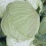 蓬溪甘蓝莲花白优选圆包菜基地直供欢迎各位老板致电