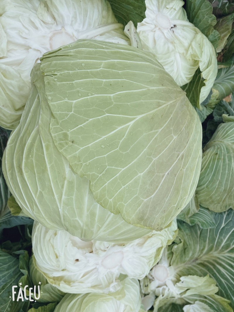 蓬溪甘蓝莲花白优选圆包菜基地直供欢迎各位老板致电
