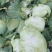 蓬溪甘蓝莲花白优选圆包菜基地直供欢迎各位老板致电