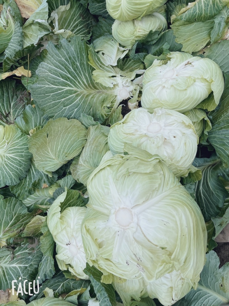 蓬溪甘蓝莲花白优选圆包菜基地直供欢迎各位老板致电