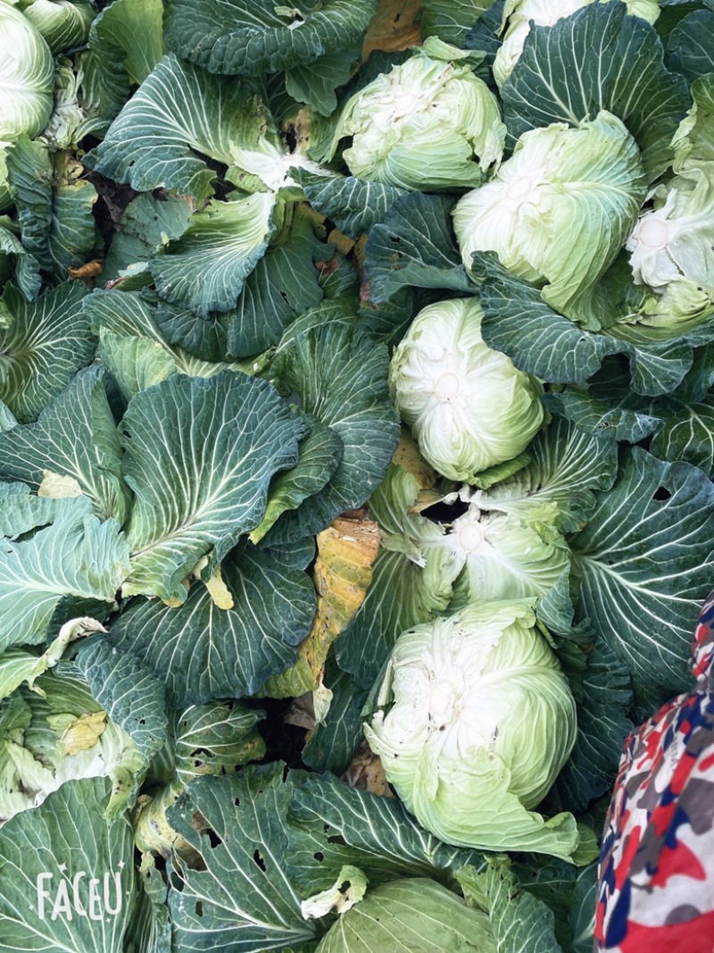 蓬溪甘蓝莲花白优选圆包菜基地直供欢迎各位老板致电