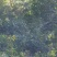 山上超大野生马蜂窝大概有20斤价格实惠全部活的蜂蛹多