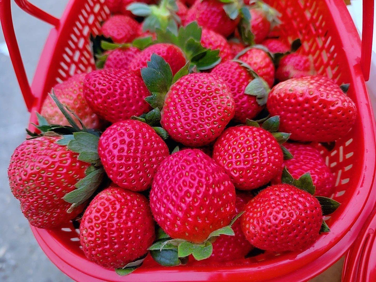 无籽红提制作的水果沙拉