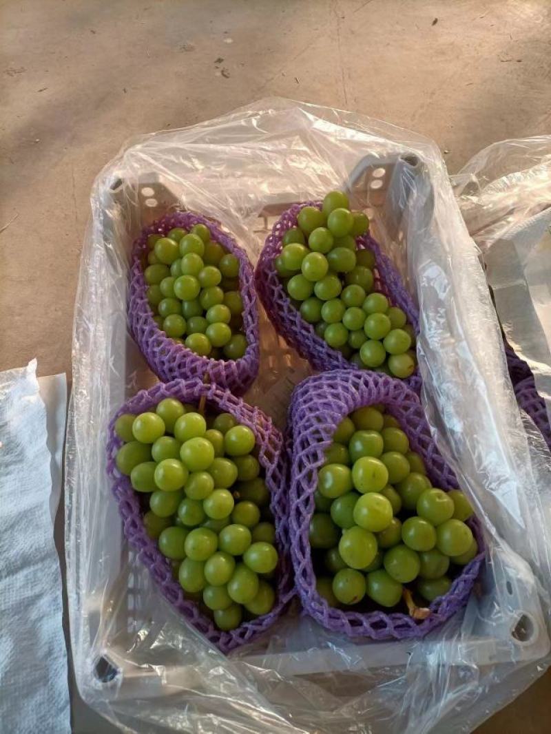 阳光玫瑰礼品盒电商果，价格美丽海量货源，保证质量欢迎致电