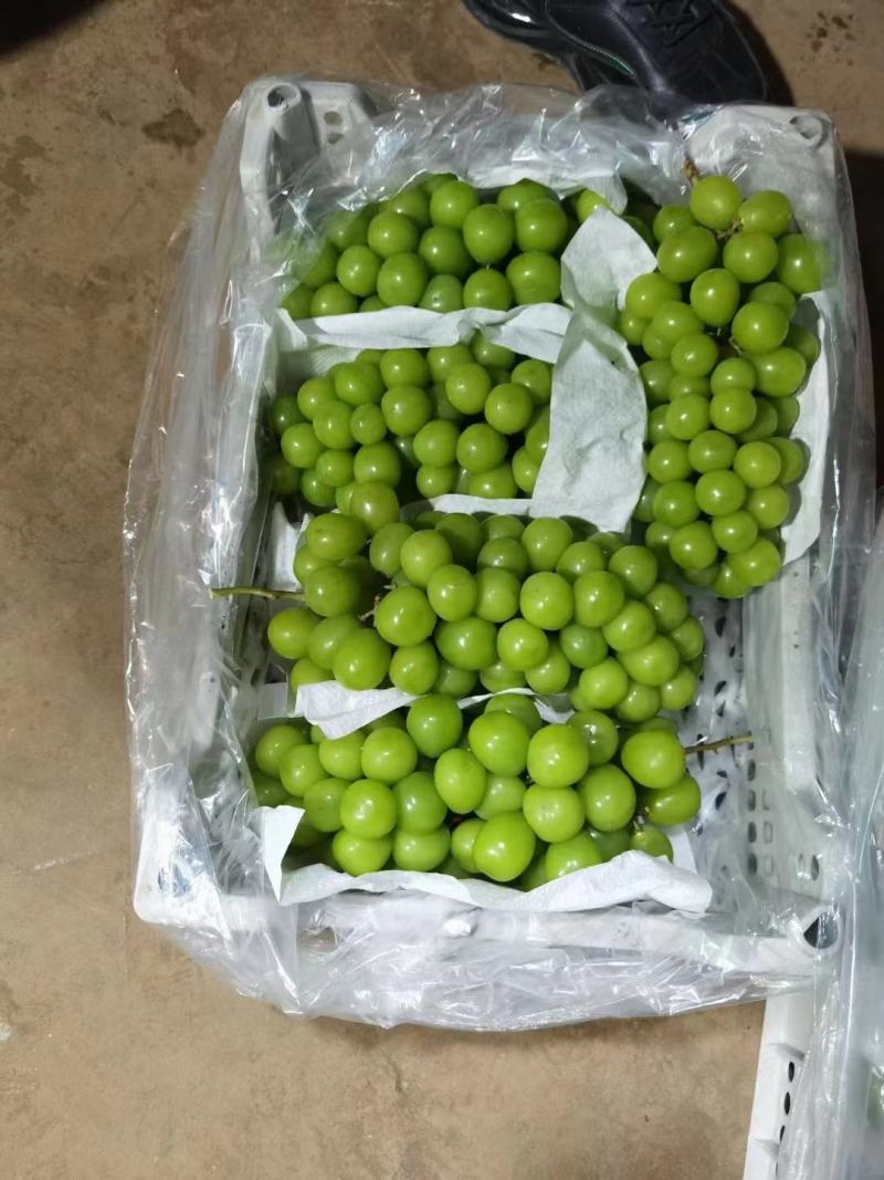 阳光玫瑰礼品盒电商果，价格美丽海量货源，保证质量欢迎致电