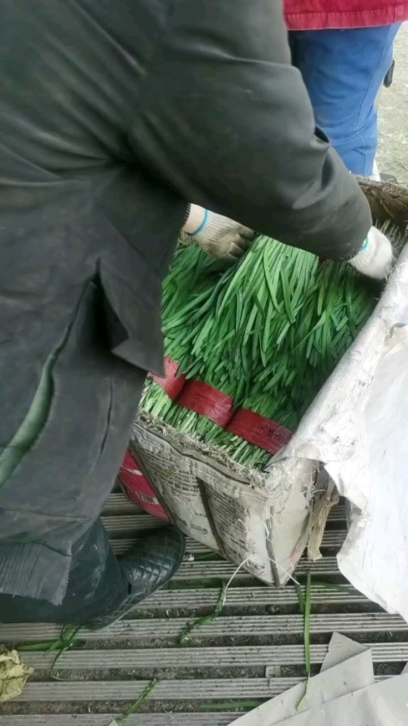 河北省昌黎县小把红根韭菜大量上市需要的老板联系我