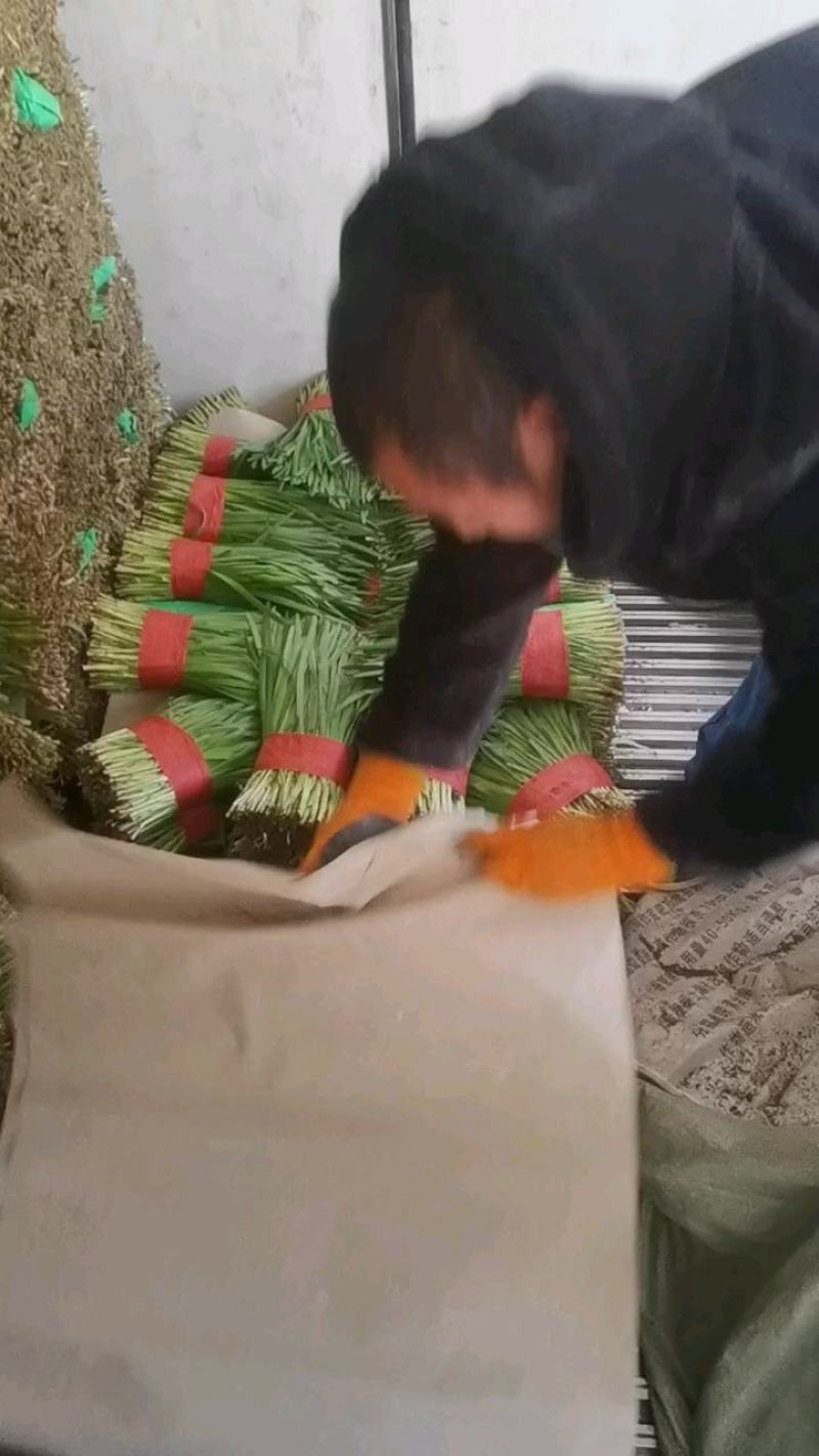 河北省昌黎县小把红根韭菜大量上市需要的老板联系我