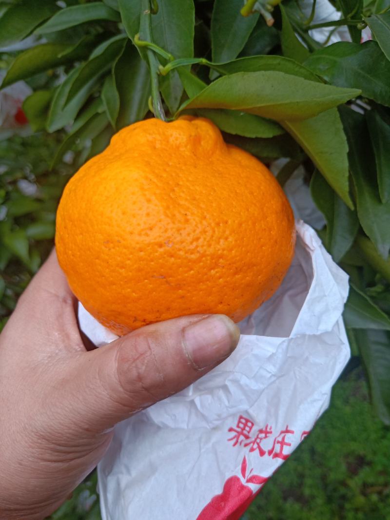 春见耙耙柑，商品果，10万斤以上！