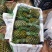 【推荐】云南香水菠萝，小菠萝，精品菠萝，电商团购整车发货