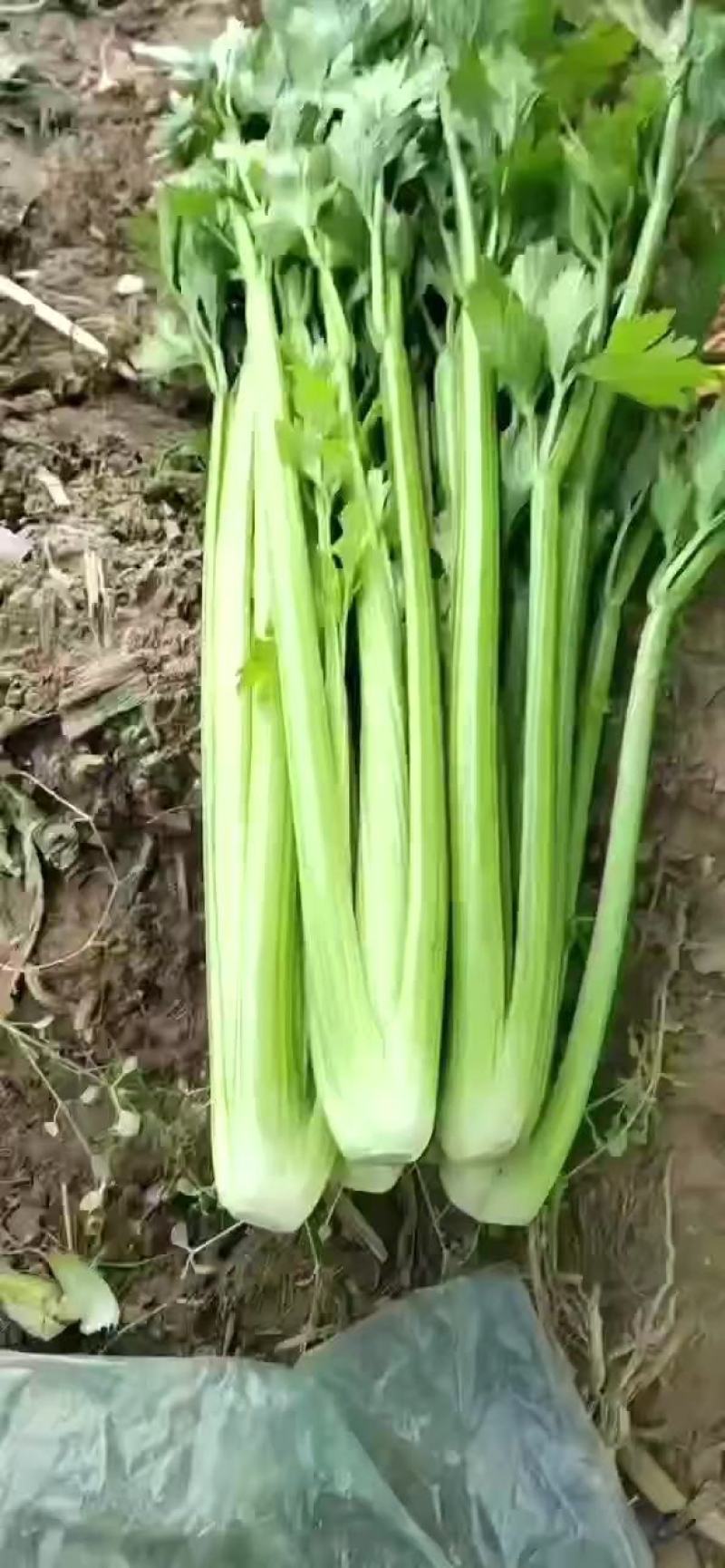 中稞小稞支持各种包装产地直发质量有保障