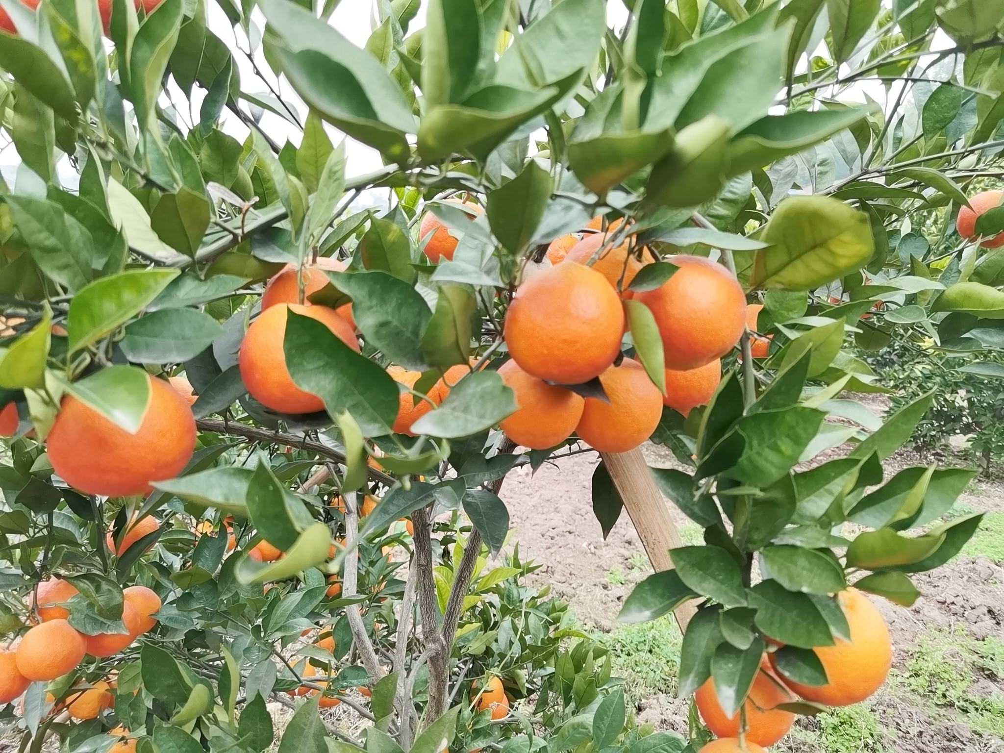 塔罗科血橙切面对比图