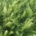 【畅销】精品小茴香产地货源质量保证价格公道