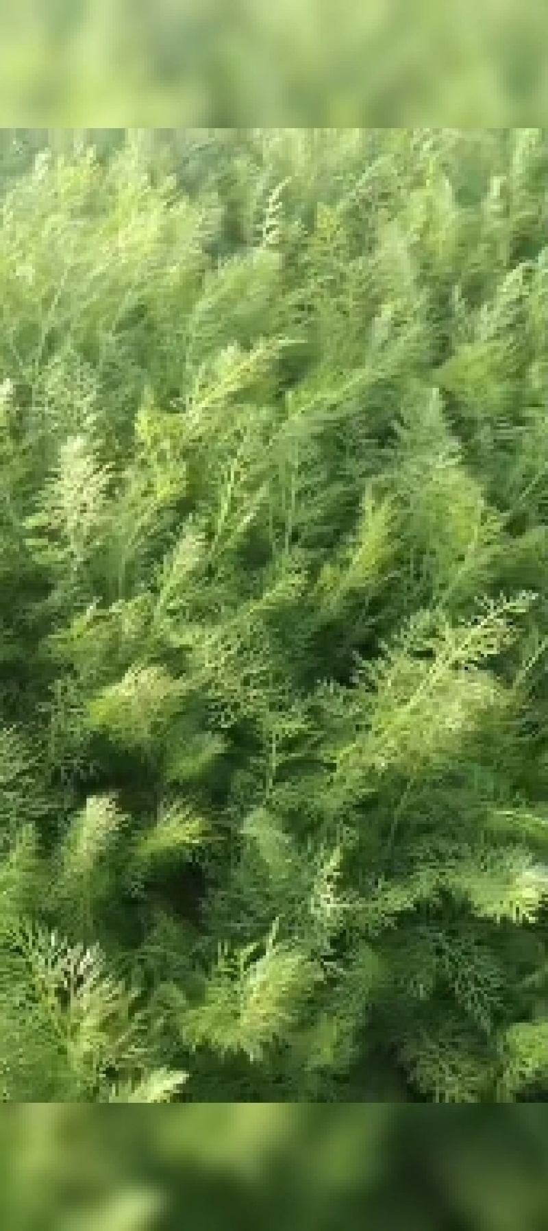 【畅销】精品小茴香产地货源质量保证价格公道