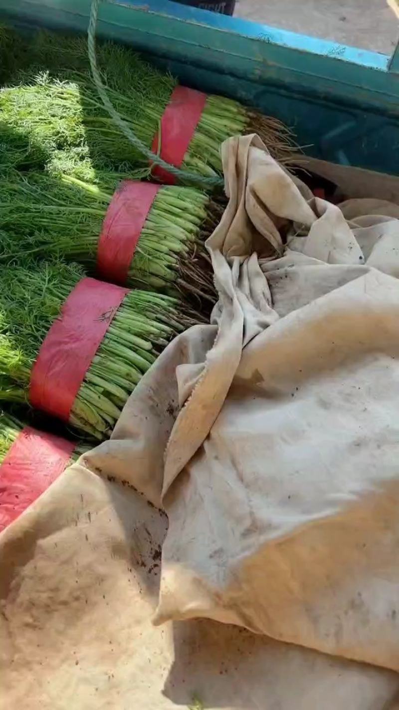 【畅销】精品小茴香产地货源质量保证价格公道