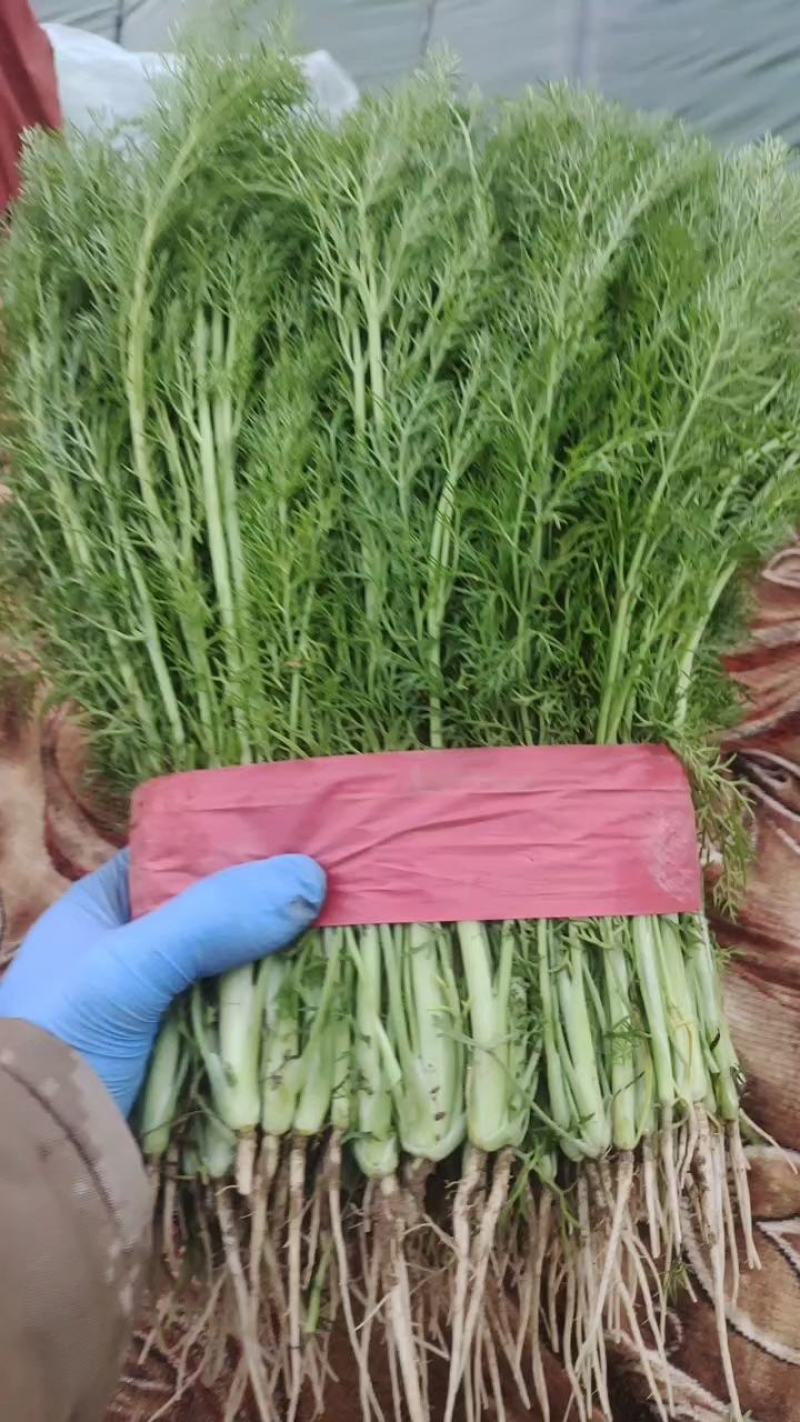 【畅销】精品小茴香产地货源质量保证价格公道