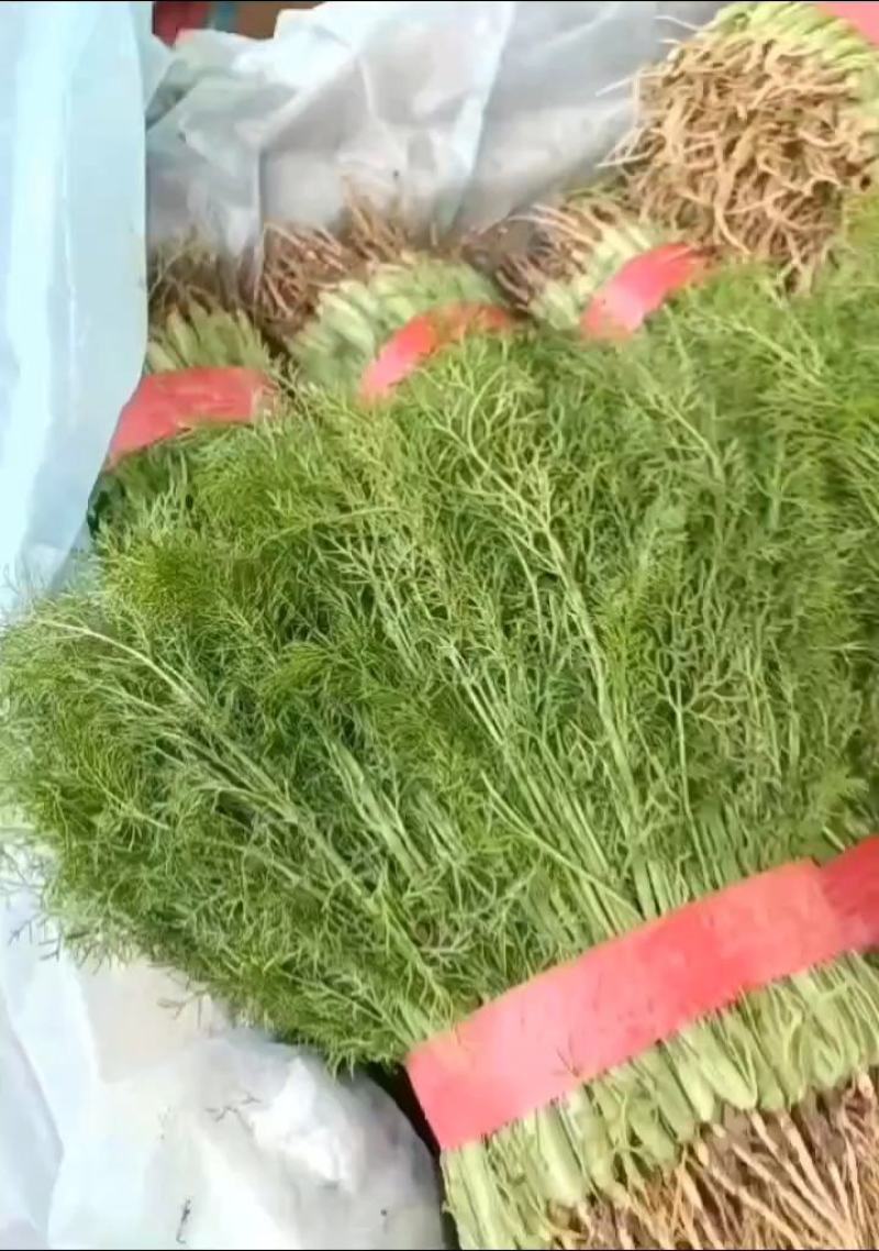 【畅销】精品小茴香产地货源质量保证价格公道