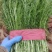 【畅销】精品小茴香产地货源质量保证价格公道