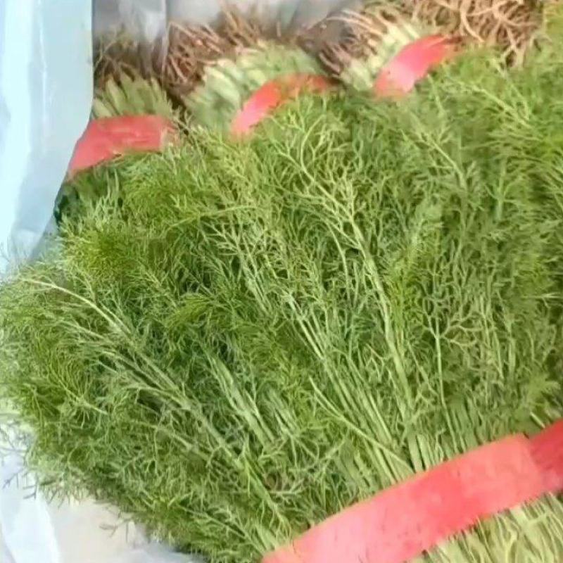 【畅销】精品小茴香产地货源质量保证价格公道