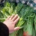 【推荐】茼蒿产地货源质量保证价格实惠公道