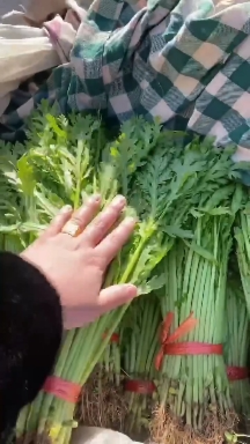 【推荐】茼蒿产地货源质量保证价格实惠公道