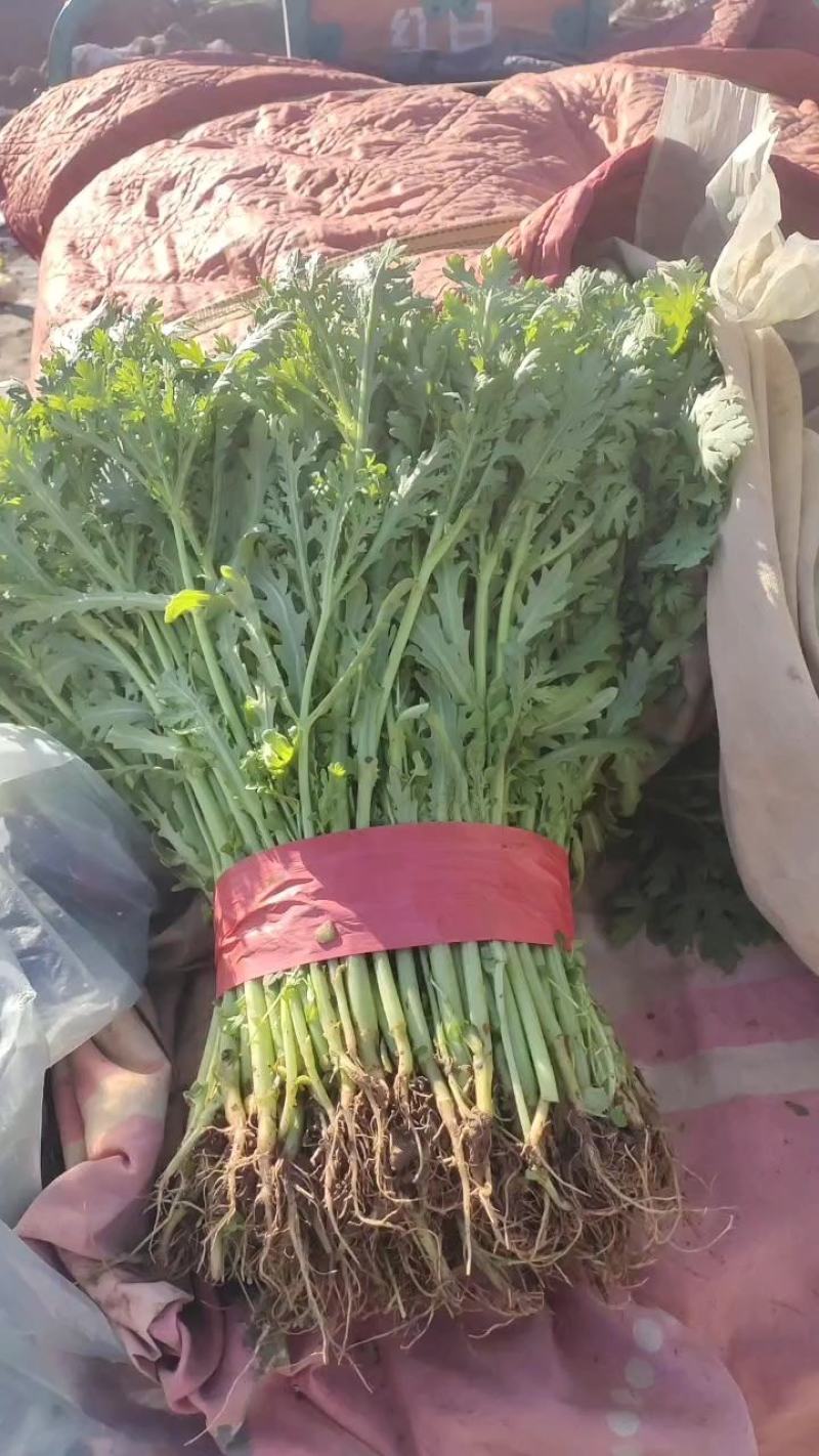 【推荐】茼蒿产地货源质量保证价格实惠公道