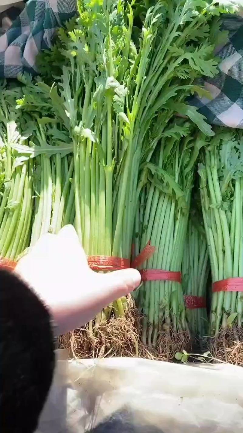 【推荐】茼蒿产地货源质量保证价格实惠公道