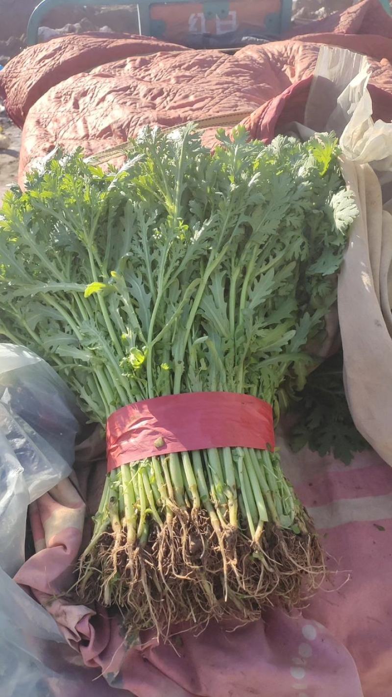 【推荐】茼蒿产地货源质量保证价格实惠公道