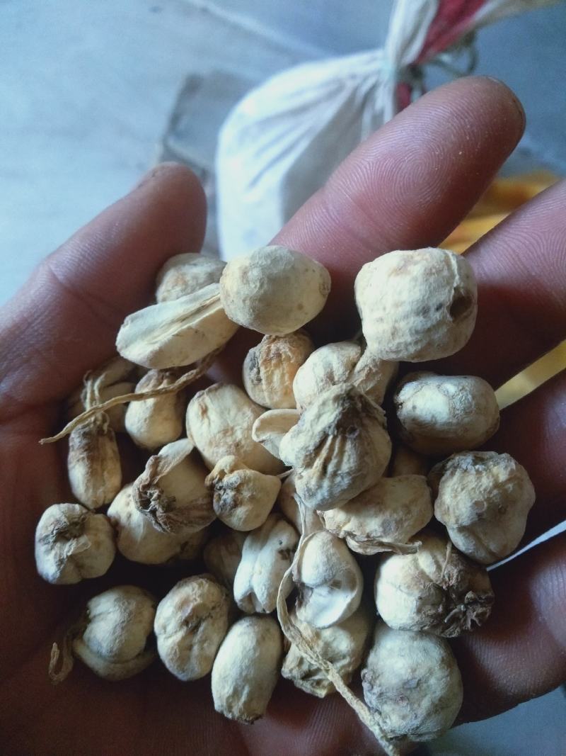伊贝母