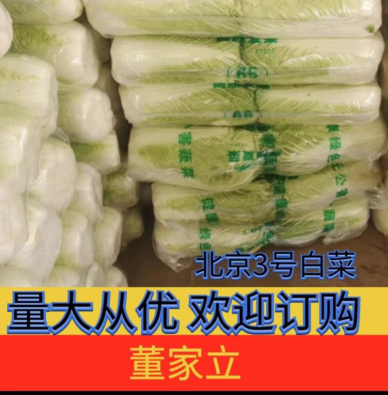 山平阴北京新三号大白菜冷库储存大量出库，质量好，无烧心