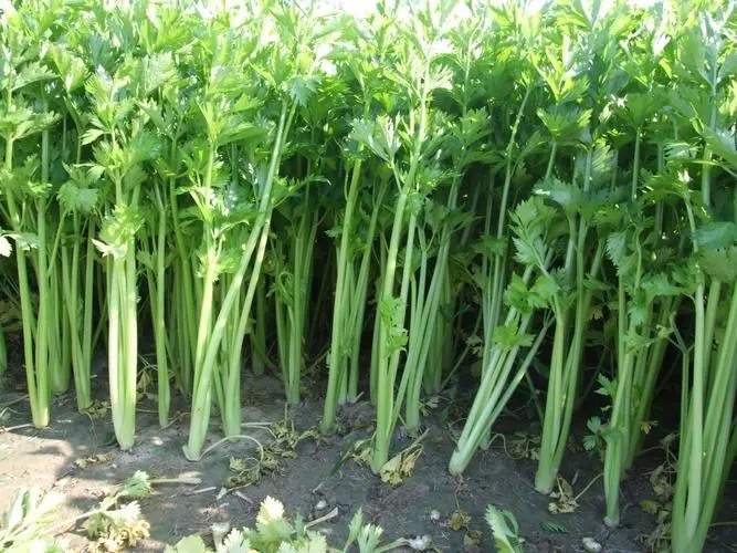 香芹植株与种子特写