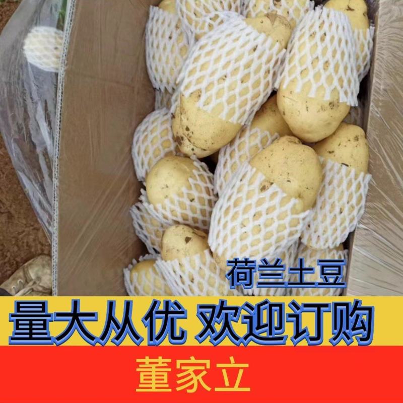 山东冷库荷兰十五土豆大量出库，货源充足，欢迎客户前来选购