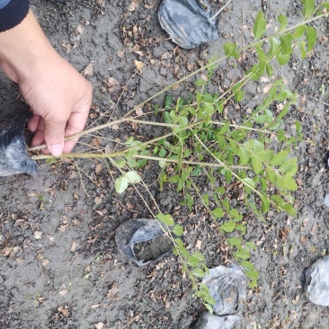 小叶女贞小杯苗，大杯苗，地苗，毛球，球球，基地直销