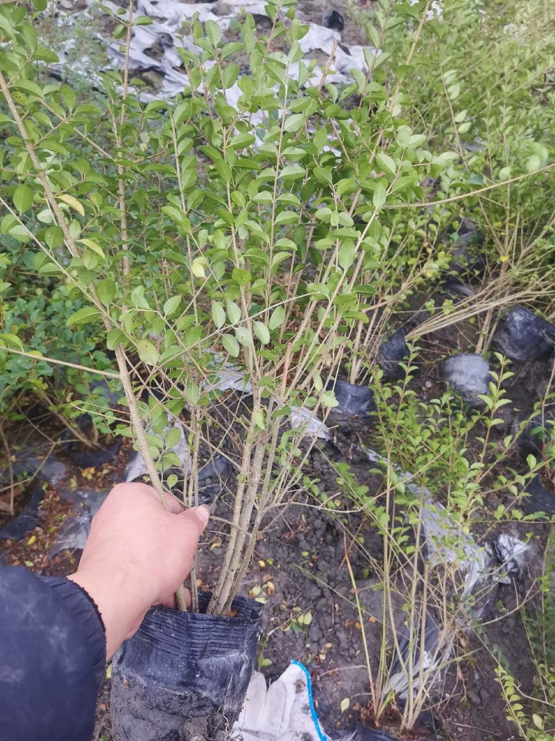 小叶女贞小杯苗，大杯苗，地苗，毛球，球球，基地直销