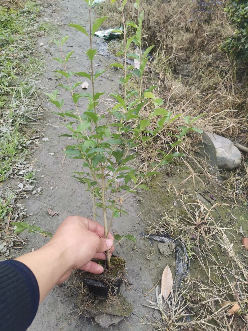 小叶女贞小杯苗，大杯苗，地苗，毛球，球球，基地直销