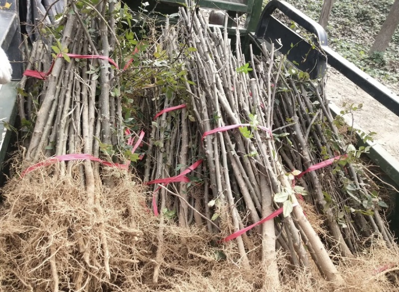 大红袍花椒苗精品花椒苗花椒苗批发产地直发