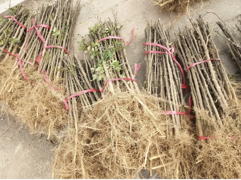 大红袍花椒苗精品花椒苗花椒苗批发产地直发
