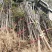 【精品花椒苗】大红袍花椒苗产地直发大量供应