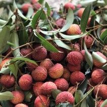 湛江荔枝
