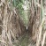 精品甘蔗10斤左右一颗，油枯种植，又泡又甜