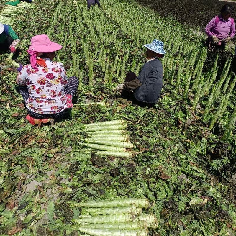 云南宾川莴苣，紫叶光杆，青叶光杆莴笋大量上了，谢谢看货