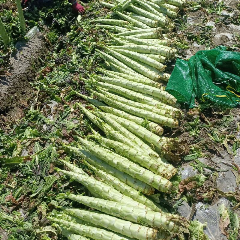云南宾川莴苣，紫叶光杆，青叶光杆莴笋大量上了，谢谢看货