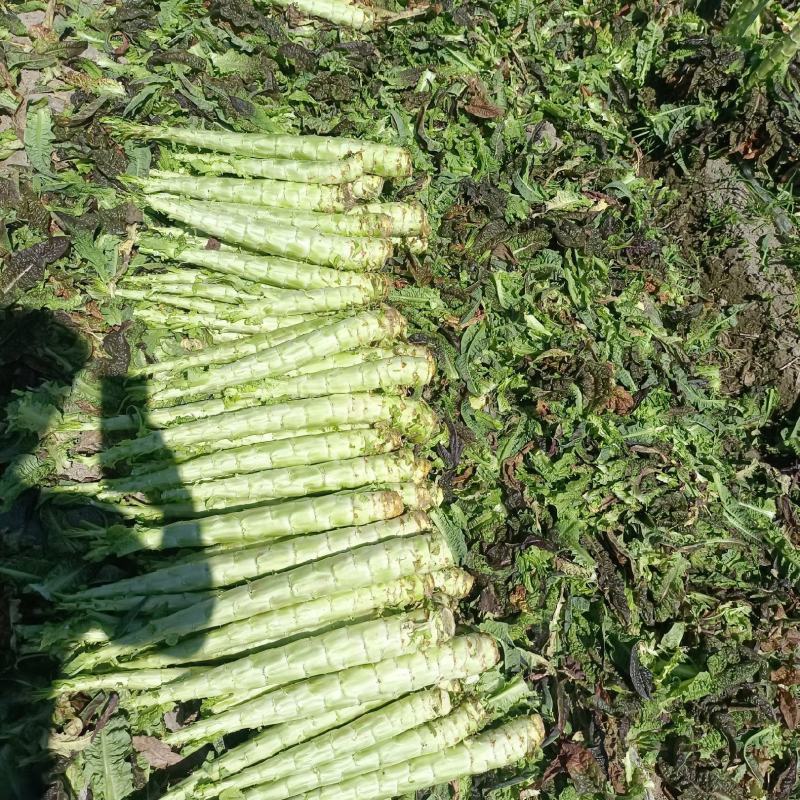 云南宾川莴苣，紫叶光杆，青叶光杆莴笋大量上了，谢谢看货