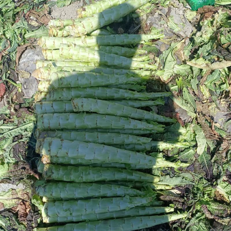 云南宾川莴苣，紫叶光杆，青叶光杆莴笋大量上了，谢谢看货