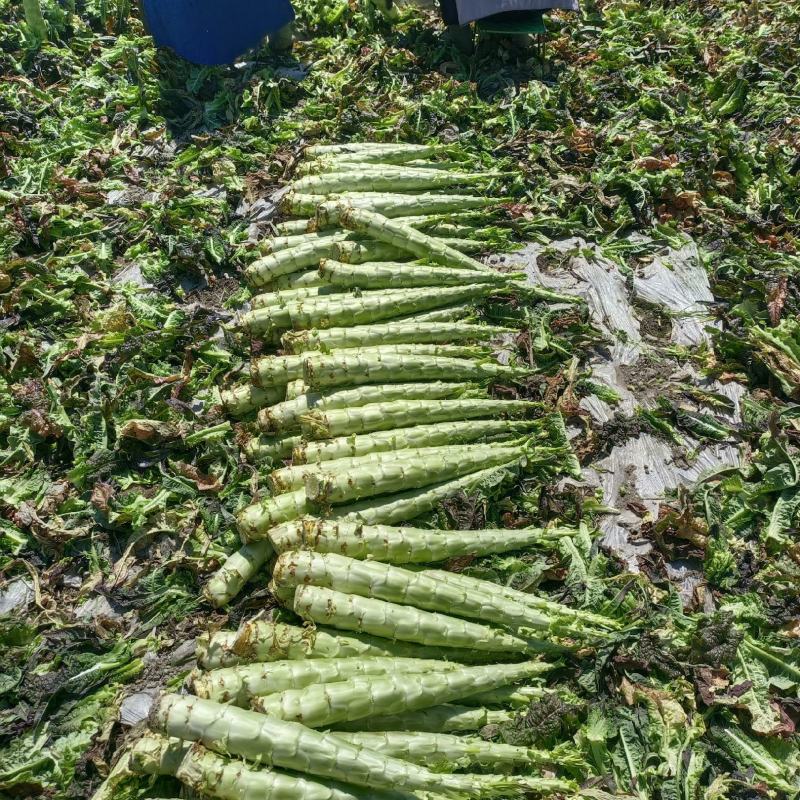 云南宾川莴苣，紫叶光杆，青叶光杆莴笋大量上了，谢谢看货