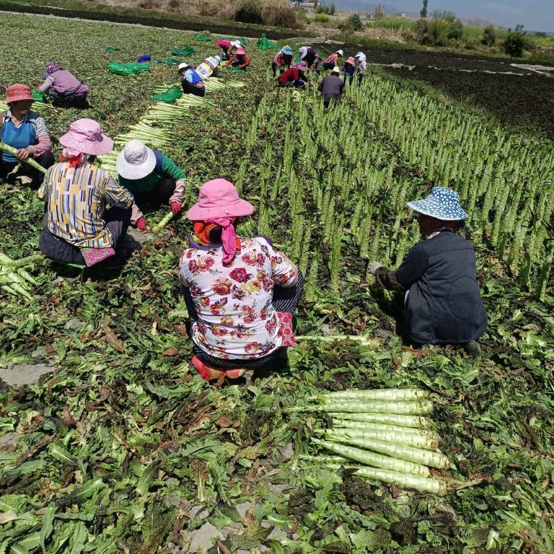 云南莴苣大量上市了，谢谢老板们来订货了质量好，