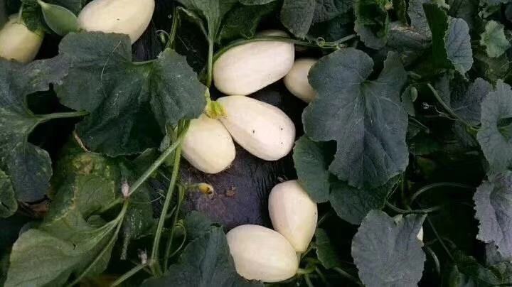 展示甜瓜蒂被用于烘干、研磨等初步加工过程 甜瓜蒂加工图