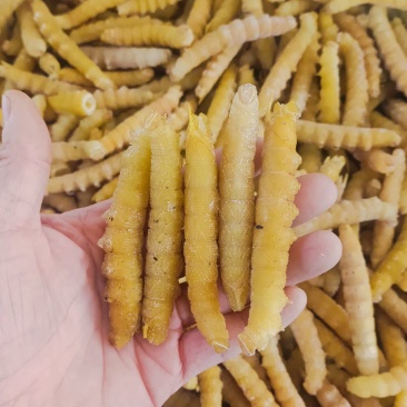 豆虫豆丹精品老豆虫高蛋白低脂肪昆虫批发