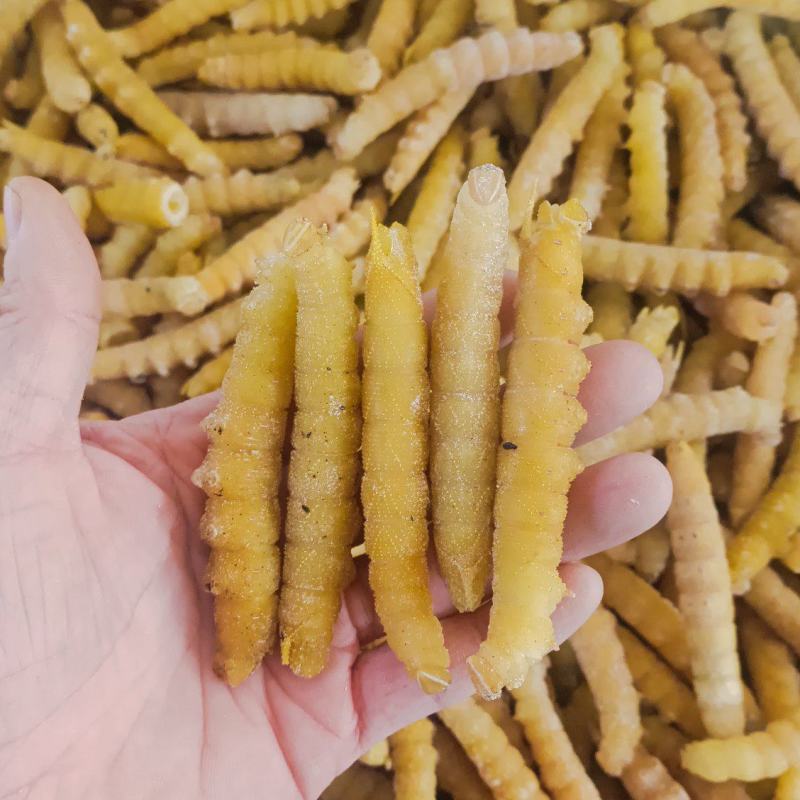 豆虫豆丹精品老豆虫高蛋白低脂肪昆虫批发